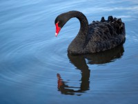 Los cisnes negros, ese imprevisto que nadie quiere ni ver