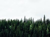 Inversión en soluciones naturales para alcanzar las cero emisiones: reforestación