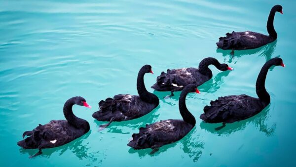 cisnes negros 2023