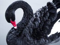 Acontecimientos en economía y finanzas: ¿Cisnes negros de 2023?