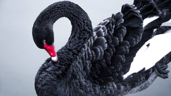 cisnes negros 2023